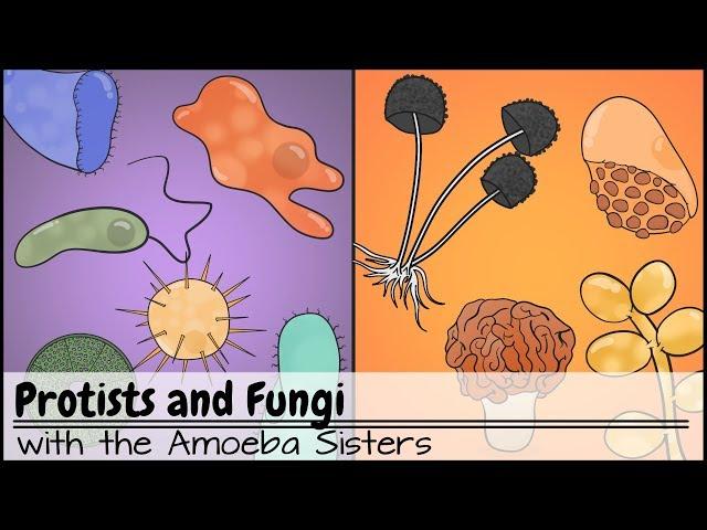 Protists and Fungi