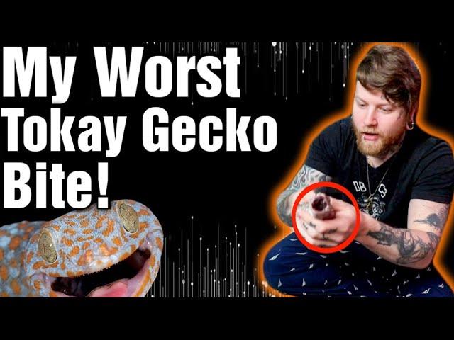 New Tokay Gecko Morph Gives Me The Worst Bite I've Ever Had!!! [Tokay Gecko Unboxing]