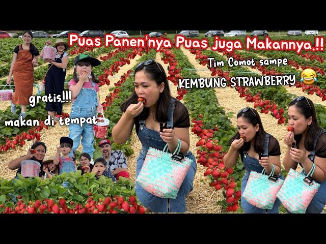 PANEN STRAWBERRY SEPUASNYA‼️KALAP MAKAN SAMPE KEMBUNG MUMPUNG GRATIS‼️