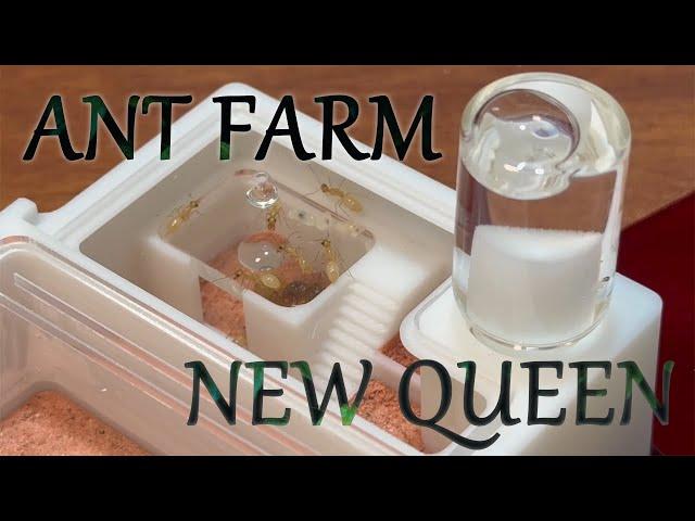 The Best Ant Farm For New Queen You Can Buy!