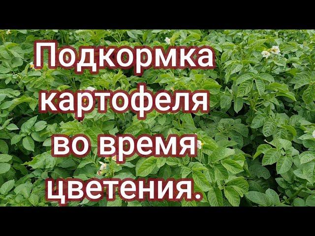 Подкормка картофеля во время цветения