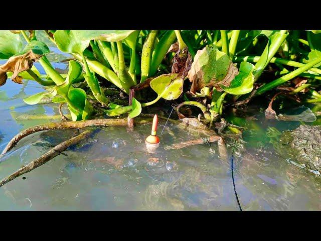 Rejeki Mancing di awal Tahun dapat ikan Nila Babon semua endingnya Bikin Ngiler Pemancing