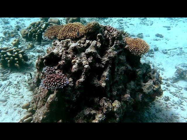 Scuba Diving in Fiji | Turtles, sharks, Coral, and Tropical Fish Adventure 4K