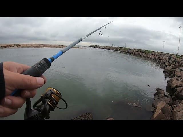 Shad and Grunter Fishing-Blue Lagoon