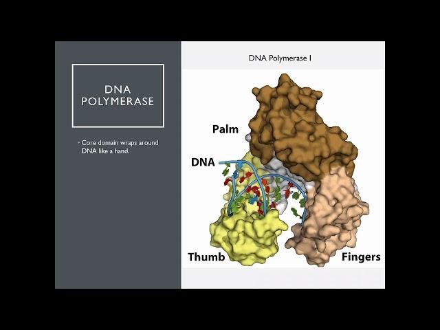 OSSM Biochem Chapter 25 - DNA Polymerase