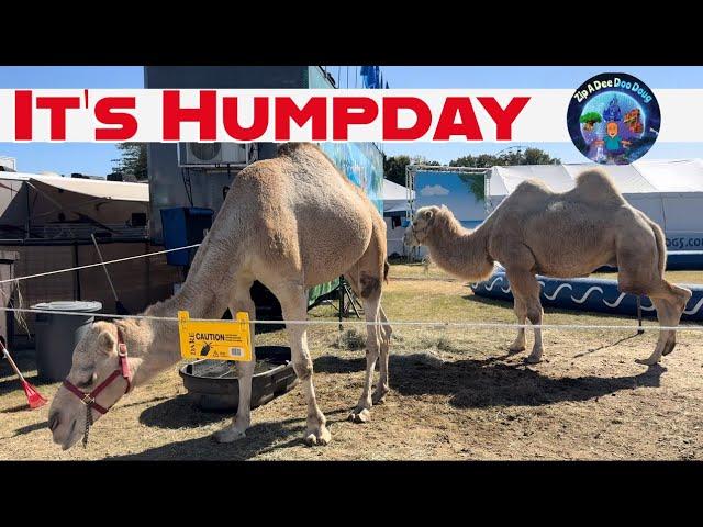 It’s Humpday Hangout with Zip-a-Dee-doo Doug