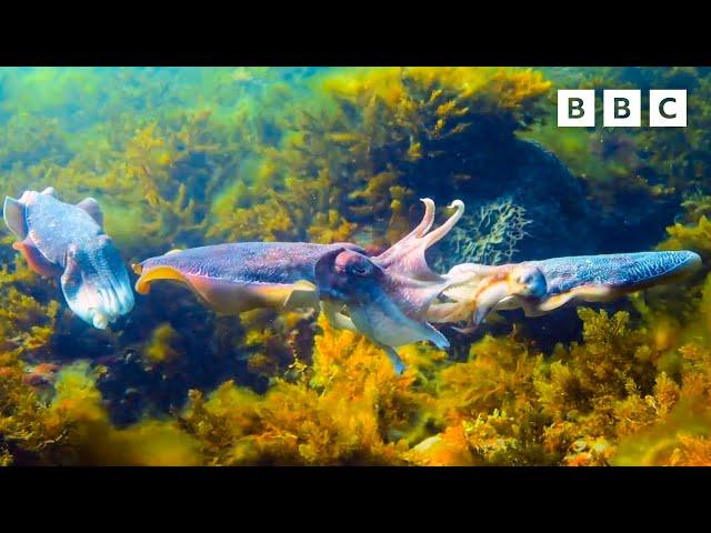 Unexpected rivalry in cuttlefish | Spy in the Ocean - BBC