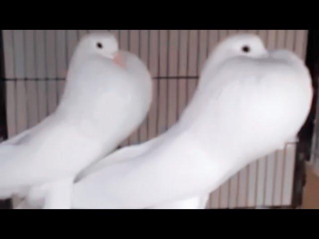 White gubara pigeon by petbirds//white pigeons beautiful pigeon.