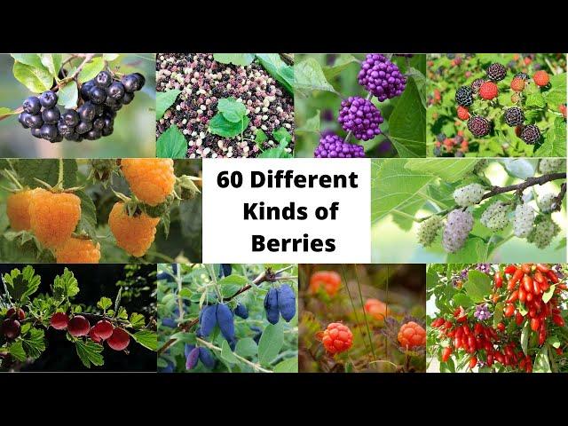 60 Different Kinds of Berries