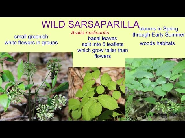 WILD SARSAPARILLA