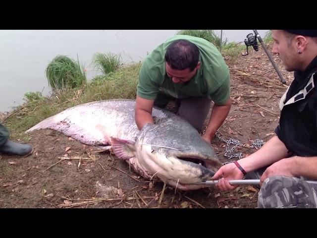 pecanje soma 2 deo tezina 120kg duzina 2 metra i 60cm majstor pecanja GORAN TODOROVIC