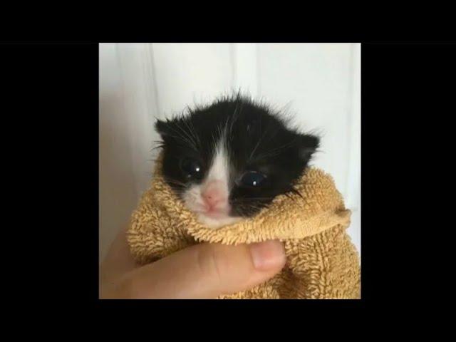 Cute Cat Meows in Towel ( Full Video )