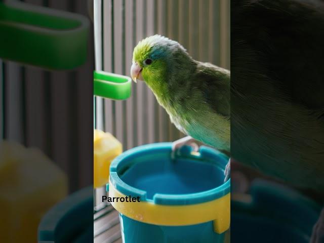 7 Best Pet Birds for Beginners: Easy & Fun Companions