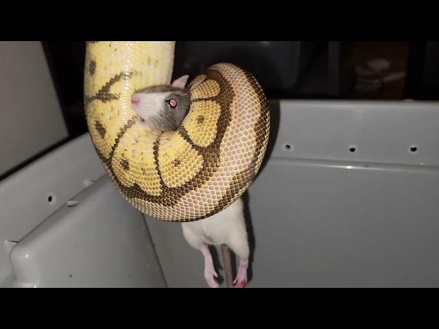 Spider Python Catches A Screaming Rat - Warning Live Feeding