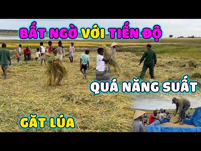 Thế Nhân II Thành Quả Của Ngày Gặt Thứ 2 Ở Cánh Đồng Lúa Nước Bản Caiti Vượt Xa Ngoài Sự Mong Đợi