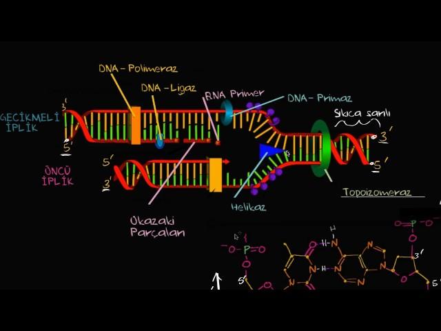 DNA Replikasyonunda Öncü ve Gecikmeli İplikler (Biyoloji)