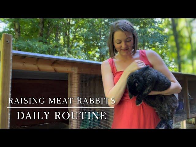 Daily Routine Raising Meat Rabbits