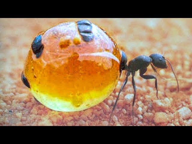 TOP 15 BIZARRE Looking Insects