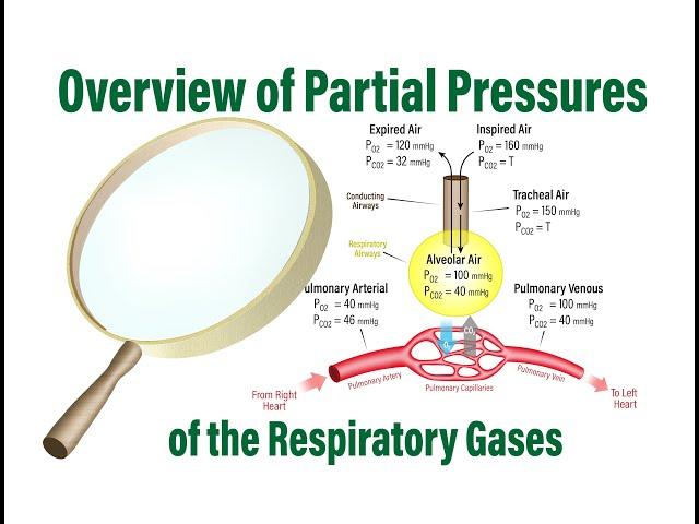 Partial Pressures of the Respiratory Gases