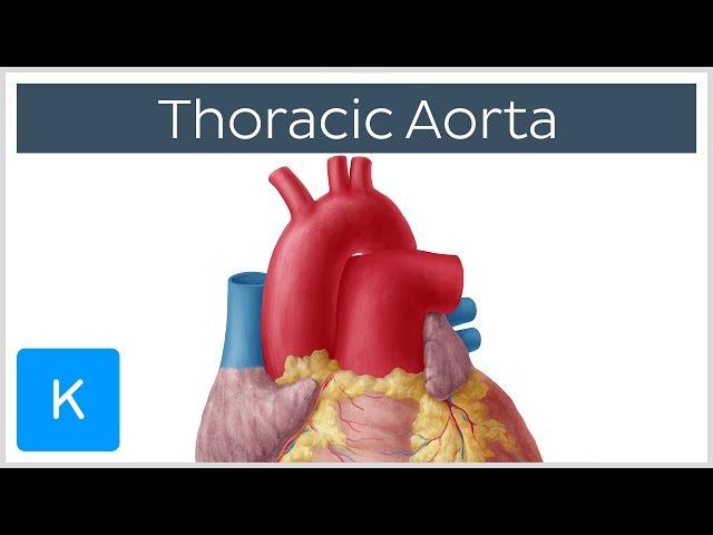 Thoracic (Descending) Aorta: Anatomy & Branches | Kenhub