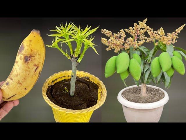 Video summary of 5 hottest ways to propagate Mango trees today, trees bear fruit all year round