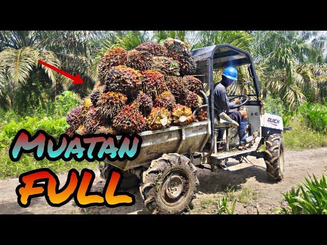 pakai alat ini Solusi langsir buah sawit dari dalam lahan || QUICK TRUCK || AM OFFICIAL