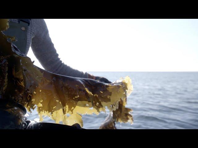 The Faces of Maine's Working Waterfront: Atlantic Sea Farms