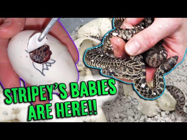 Our Baby Bullsnakes Hatched!!