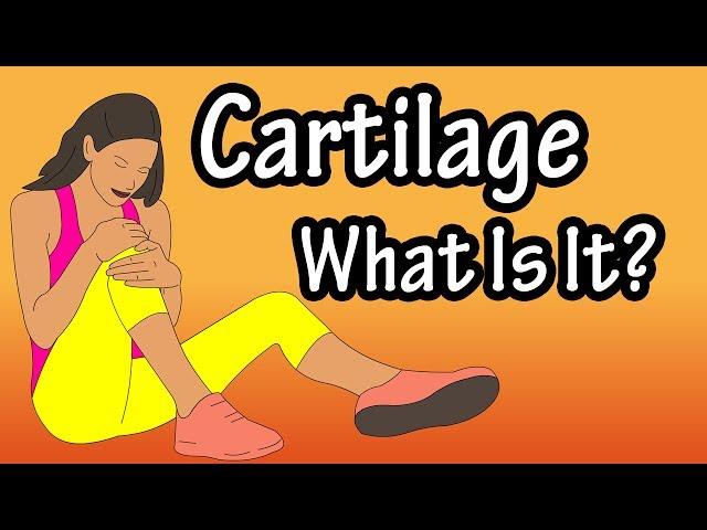 What Is Cartilage - Functions Of Cartilage - Types Of Cartilage - Structure Of Cartilage