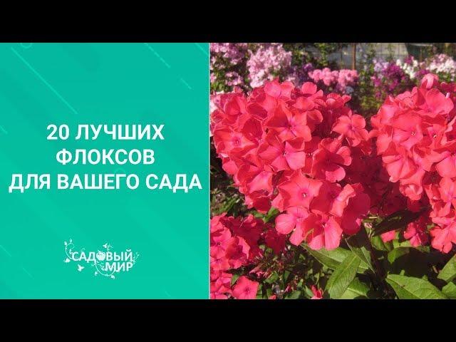 20 лучших флоксов для вашего сада