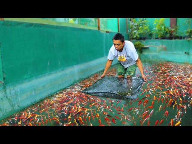 FISH FARMING│Harvesting thousands of fish! Why do FISH grow so fast in a natural mud pond?