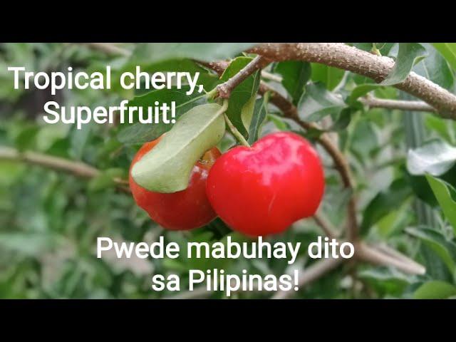 Acerola Cherry/ Barbados Cherry in La Union, Philippines