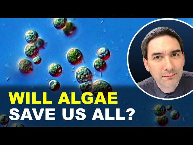 Can Algae Stop Climate Change? | Algae under the microscope