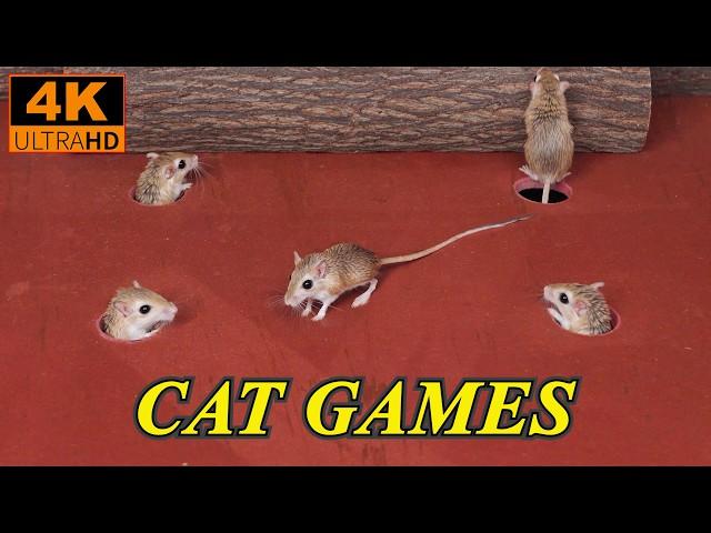 Interactive Cat Games: Mice Running Wild, Hide & Seek and play on Screen 4k 60fps