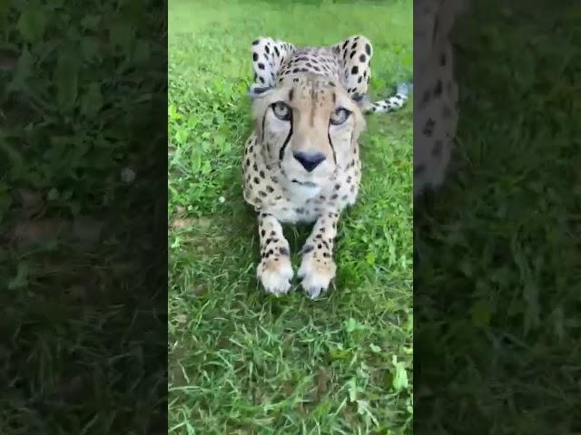 Sound On - Cheetah Purr - Cincinnati Zoo #shorts