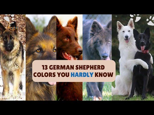 13 German Shepherd Colors You HARDLY KNOW!  World of Dogz | #dogbreeds