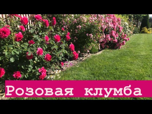 Цветёт РОЗОВАЯ КЛУМБА #1 ‼️