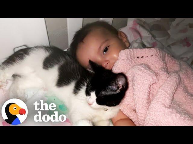 Cats Who Love Babies | The Dodo