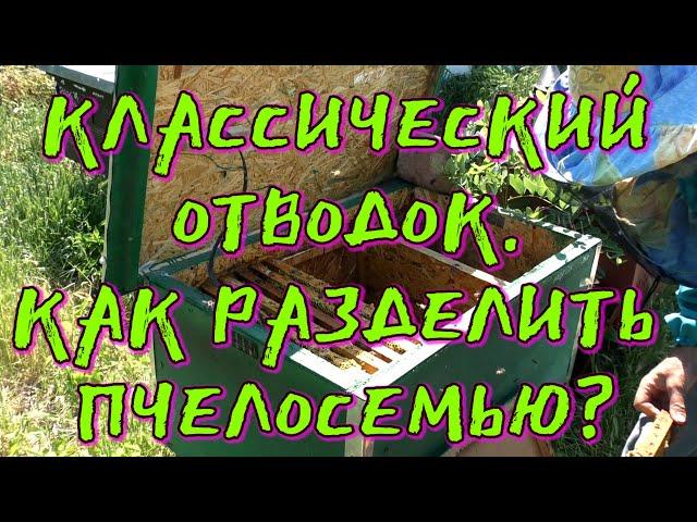 КЛАССИЧЕСКИЙ ОТВОДОК. КАК РАЗДЕЛИТЬ ПЧЕЛОСЕМЬЮ.