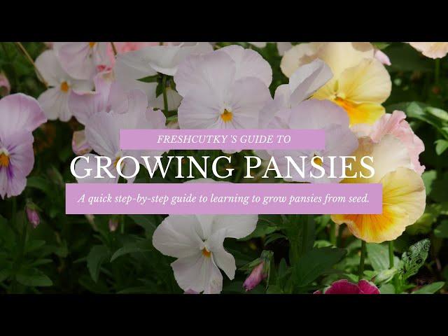 GROWING PANSIES FROM SEED: Planting Pansies in Both Spring and Fall - START TO FINISH HARDY ANNUALS