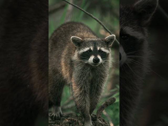 The raccoon (Procyon lotor) #beautiful #animals #world #lovely #jungle #relaxing #life #raccoon