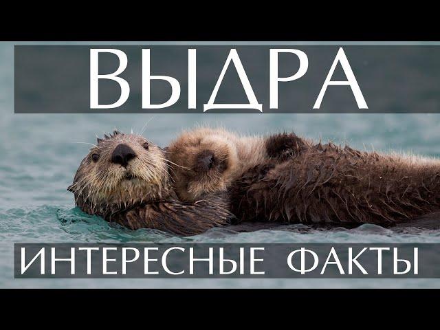 Выдра - интересные факты (фото, видео)