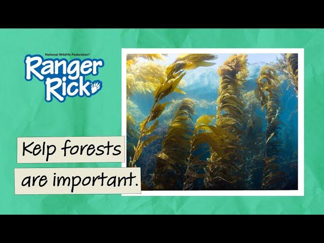 Kelp Forests | Field Notes