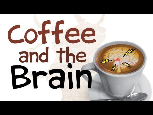 How Coffee Affects Your Brain