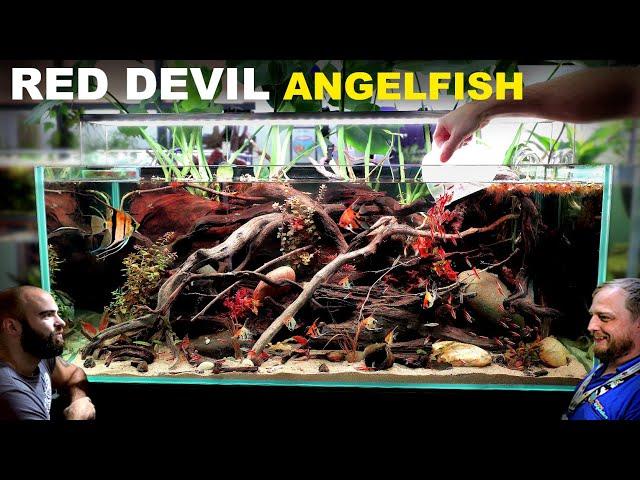 Red Devil Angelfish Aquarium: EPIC 4ft Aquascape Tutorial