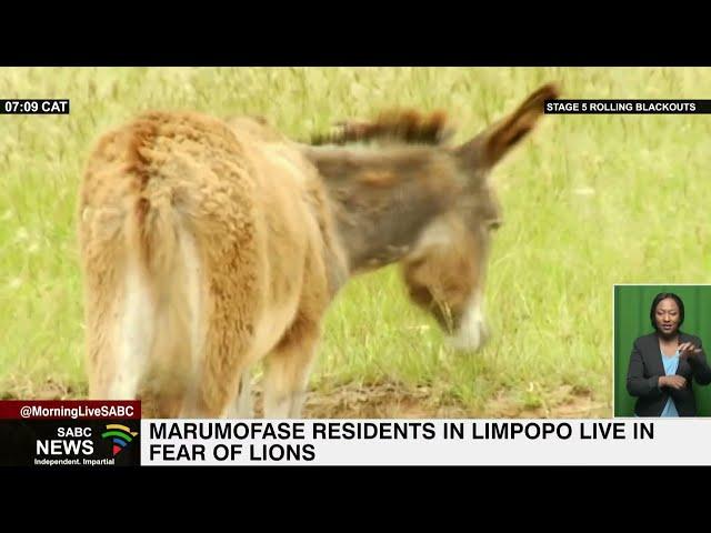 Marumofase residents live in fear of a pride of roaming lions