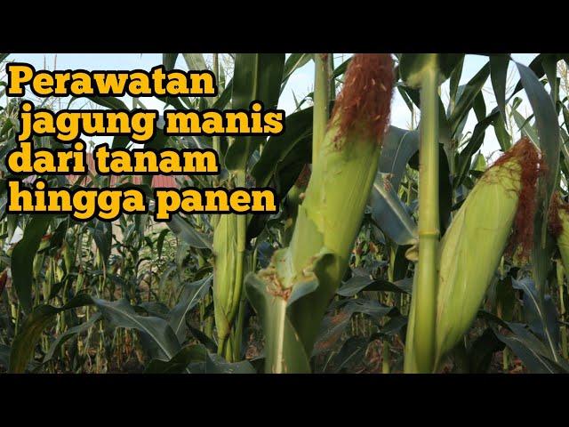 Cara perawatan jagung manis dari tanam hingga panen