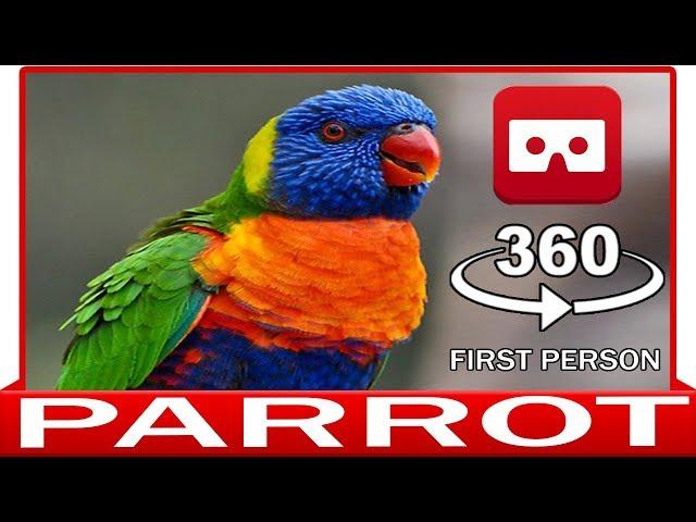 360° VR 4k - PARROT IN YOUR HAND - VIRTUAL REALITY 3D