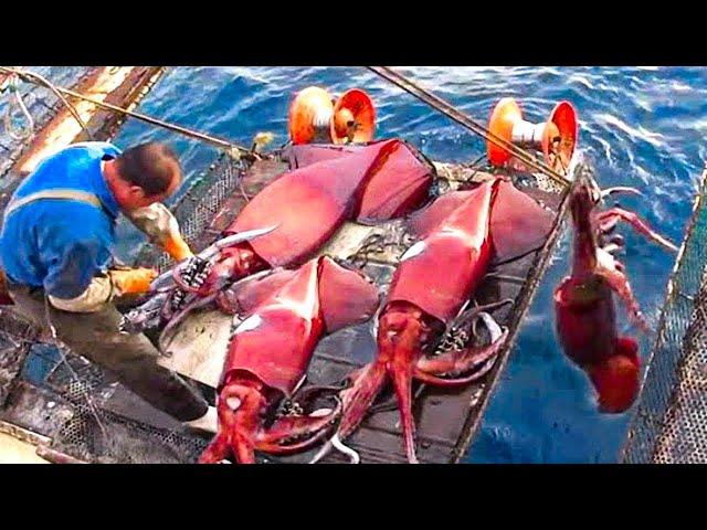 How to Catch Giant Squid Fishing by Vessel - Giant Squid process in Factory