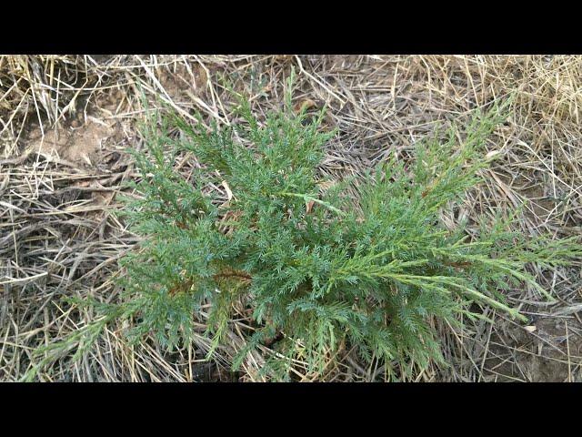 Можжевельник Пфитцериана средний Минт Джулеп/Juniperus pfitzeriana media Mint Julep.